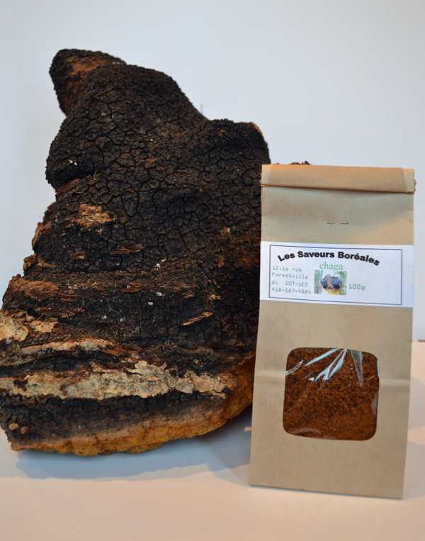 Chaga
